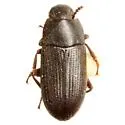 Blapstinus fuscus - photo 2