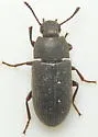 Blapstinus fuscus - photo 3