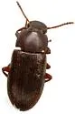 Blapstinus fuscus - photo 4