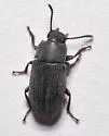 Blapstinus fuscus - photo 5