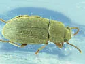 Blapstinus histricus