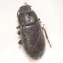 Blapstinus histricus - photo 2