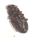 Blapstinus histricus - photo 3