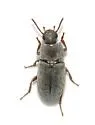 Blapstinus histricus - photo 4