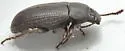 Blapstinus histricus - photo 5