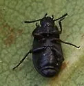 Blapstinus metallicus