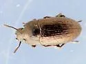 Blapstinus metallicus - photo 2