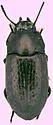 Blapstinus metallicus - photo 3