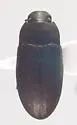 Blapstinus metallicus - photo 4