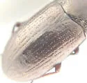 Blapstinus metallicus - photo 5