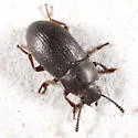 Blapstinus moestus - Blapstinus moestus