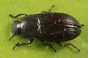 Blapstinus moestus - photo 2