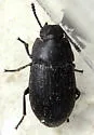 Blapstinus moestus - photo 3