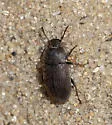Blapstinus moestus - photo 4