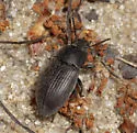 Blapstinus moestus - photo 5