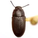 Blapstinus pratensis - Blapstinus pratensis