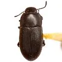 Blapstinus pratensis - photo 2
