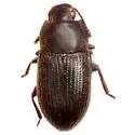Blapstinus pratensis - photo 3