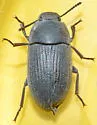 Blapstinus pratensis - photo 4