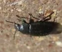 Blapstinus pratensis - photo 5