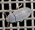 Blapstinus substriatus - photo 2