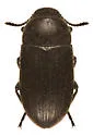 Blapstinus substriatus - photo 3