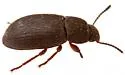 Blapstinus substriatus - photo 4