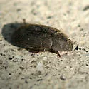 Blapstinus sulcatus - Blapstinus sulcatus