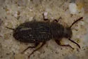 Blapstinus sulcatus - photo 2