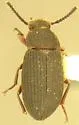 Blapstinus sulcatus - photo 3