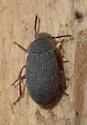Blapstinus sulcatus - photo 4