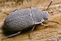 Blapstinus sulcatus - photo 5