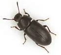 Blapstinus vestitus - photo 2