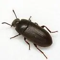 Blapstinus vestitus - photo 3