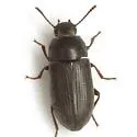 Blapstinus vestitus - photo 4