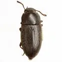 Blapstinus vestitus - photo 5