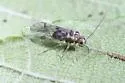 Blaste garciorum