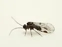 Blaste longipennis