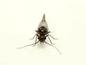 Blaste longipennis - photo 2