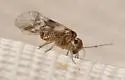 Blaste longipennis - photo 3
