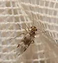Blaste longipennis - photo 4