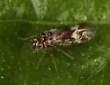 Blaste longipennis - photo 5