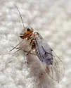 Blaste oregona - photo 2