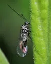 Blaste osceola - photo 4