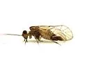 Blaste persimilis