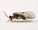 Blaste persimilis - photo 2