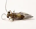 Blaste persimilis - photo 3