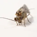 Blaste persimilis - photo 4
