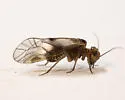 Blaste persimilis - photo 5