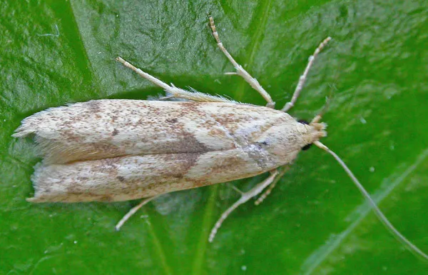 Scavenger Moths - photo 3